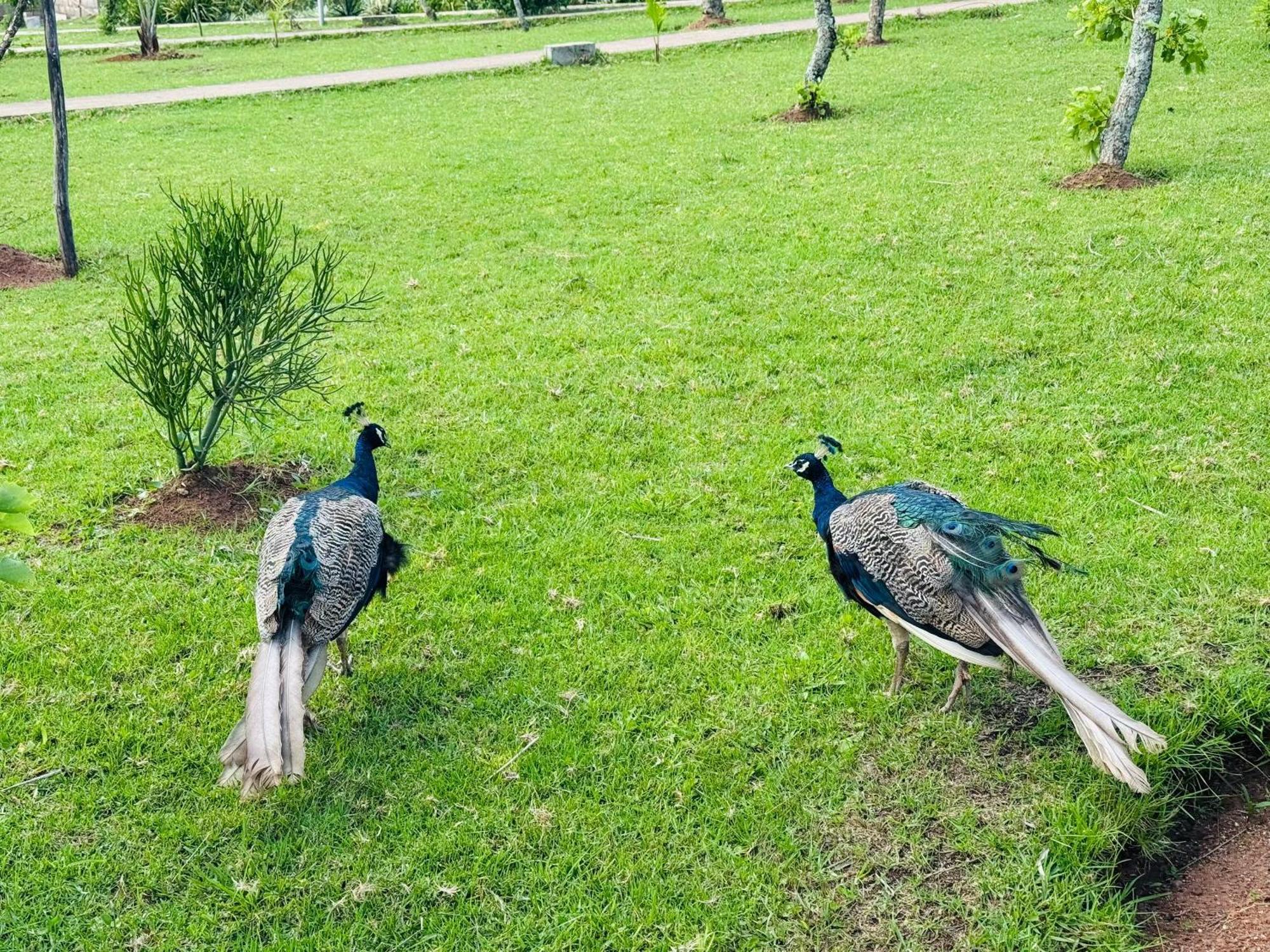 Sibebe Resort Mbabane Bagian luar foto